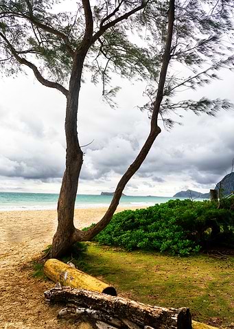 The trees on the beach