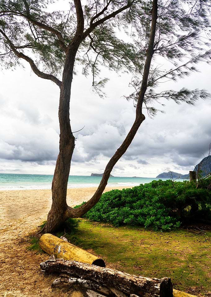 The trees on the beach