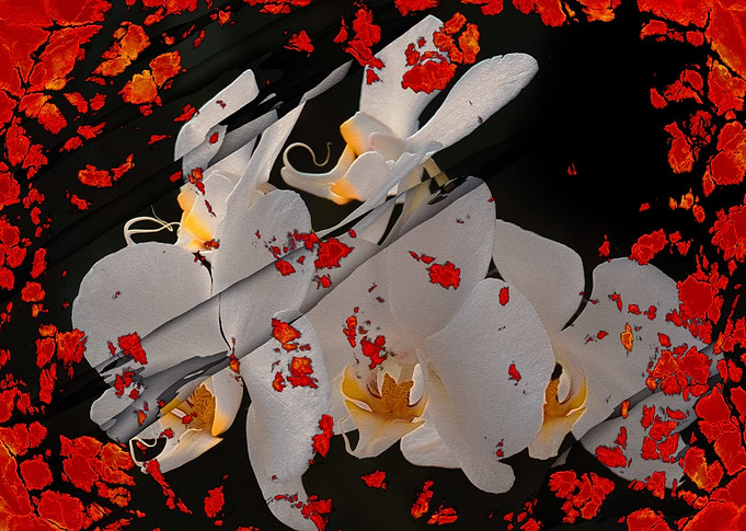 Five white orchids