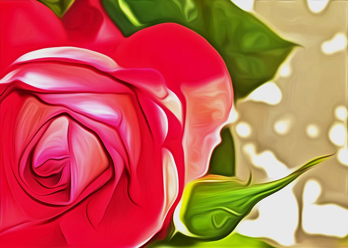 Close up of a Red Rose
