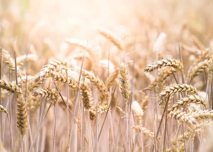 Summer Sun Cornfield