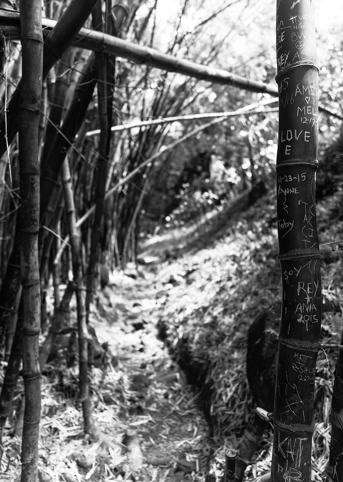 The Forrest path