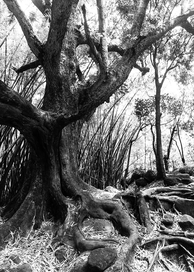The Old Tree