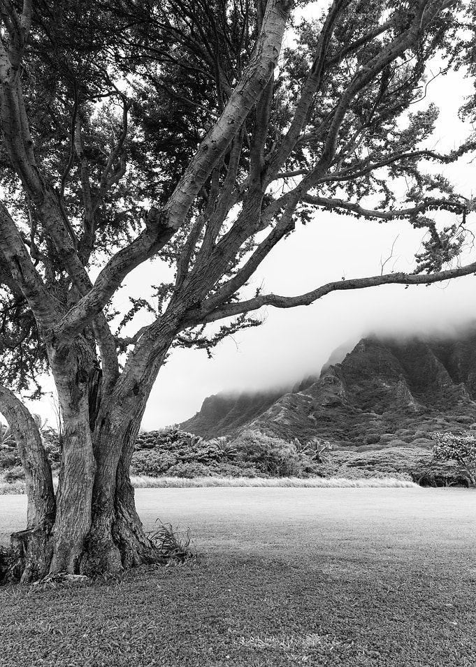 The Tree and The Mountain