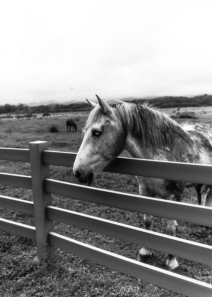 The Horse