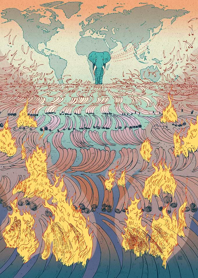 Editorial work about ivory poaching