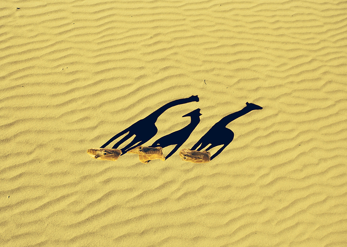 Extended long giraffes' shadows