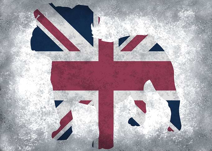british bulldog