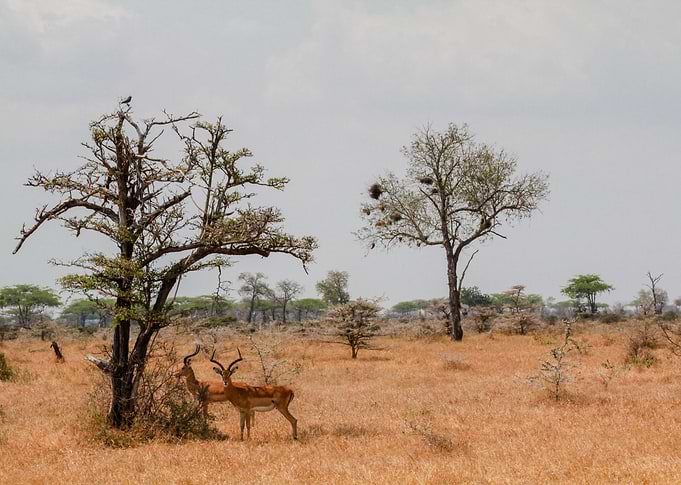 Two antelopes