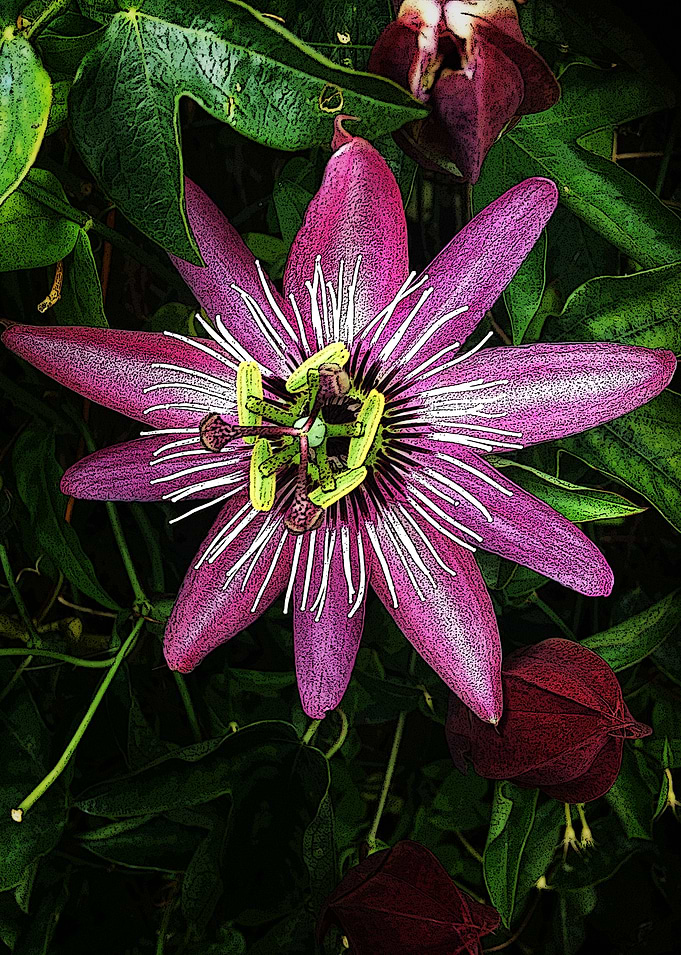 Purple Flower