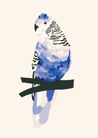 Blue bird