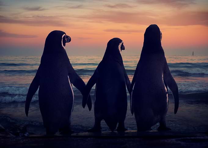 3 Penguins photo composite
