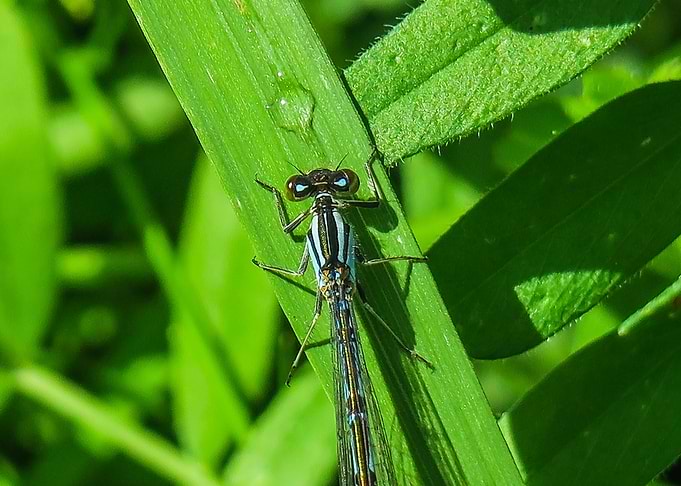 Blue Dragonfly