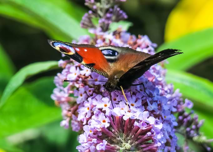 Peacock Butterfly