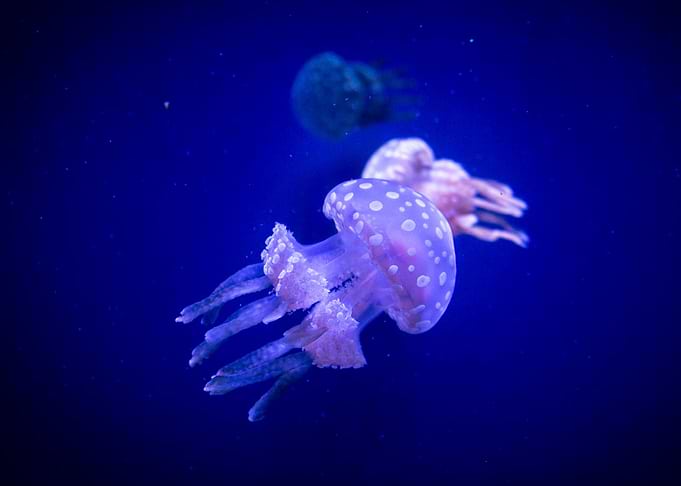 Taken at the Ripley's Aquarium, in Toronto, Ontario, Ca ...