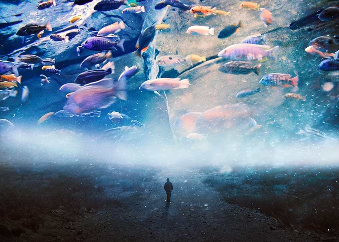 Sky of Fishes
