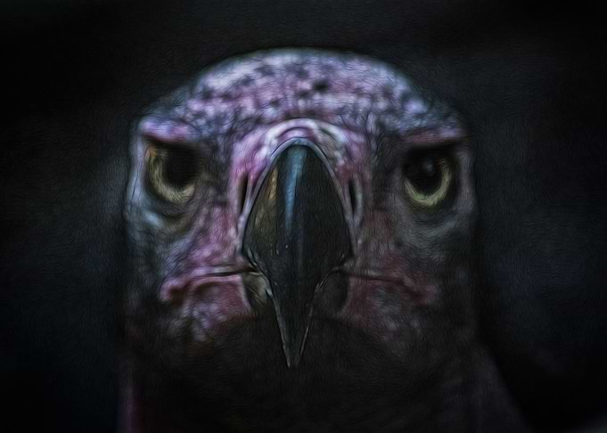 Vulture