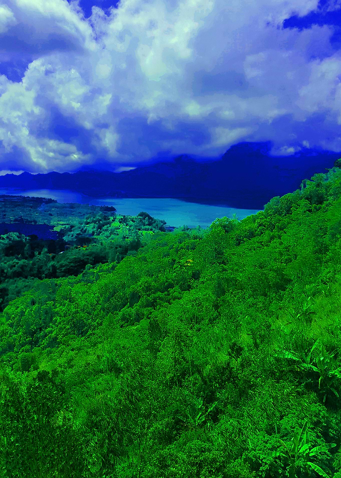 View from the forrest
