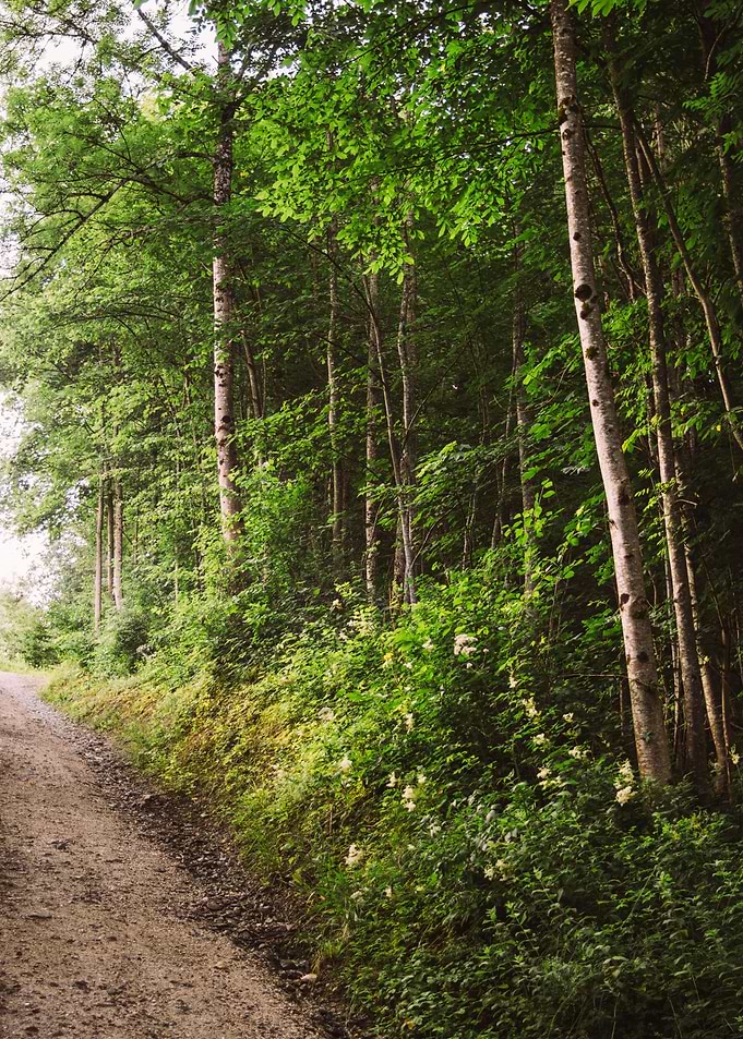 Sunlit forest and a pathway