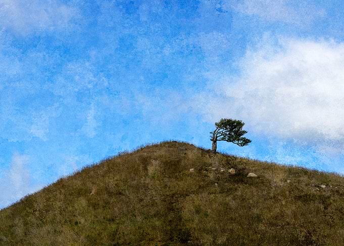 One tree hill