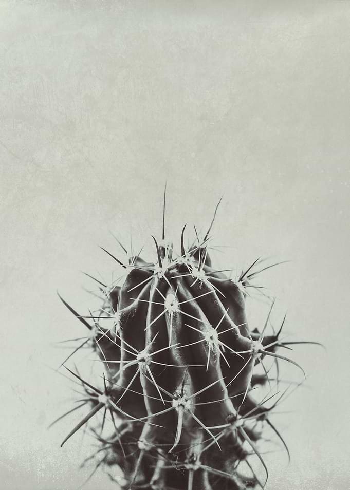 Retro Cactus