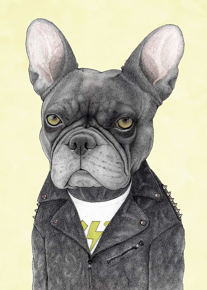 Hard Rock French Bulldog