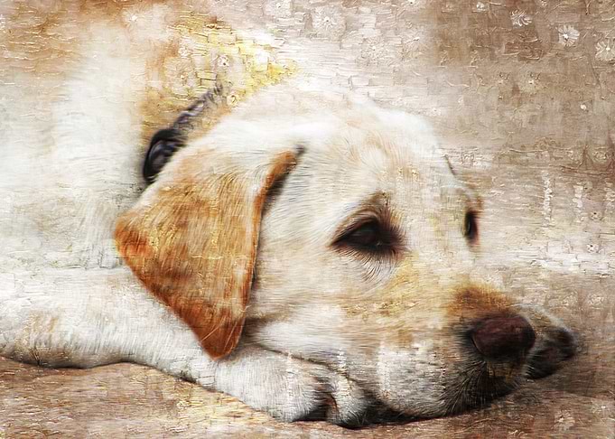 Puppy Pose