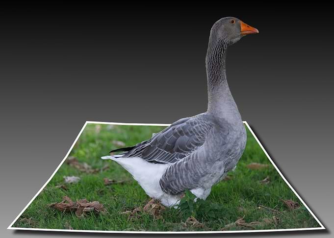 Goose pilgrim at 3d out of bounds
