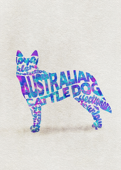 Australian Cattle Dog Typo