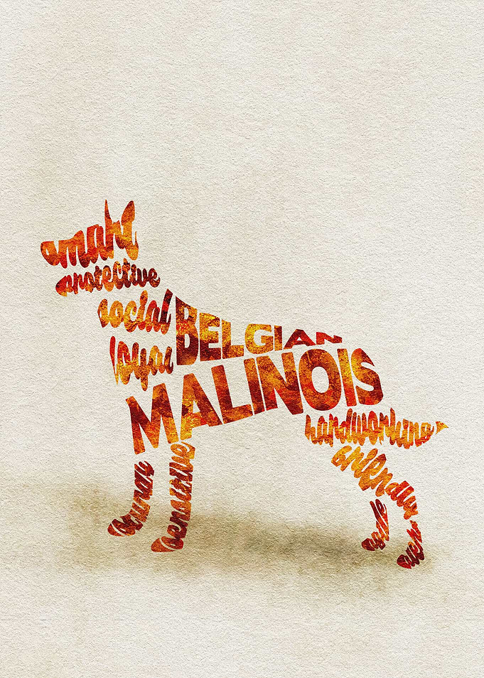 Belgian Malinois Dog Typo