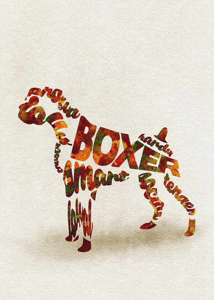 German Boxer Dog Typo
