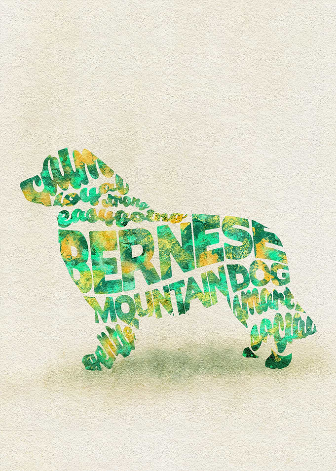 Bernese Mountain Dog Typo