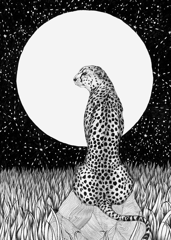 Cheetah Moon