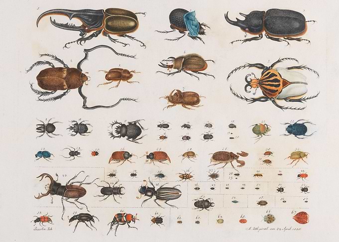 Illustration by Aloys Zoltl