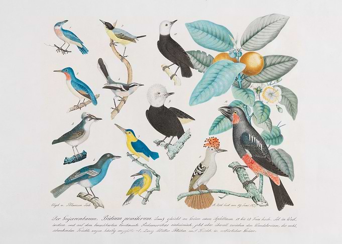 Illustration by Aloys Zoltl