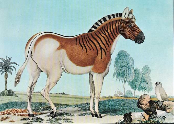 Illustration by Aloys Zoltl