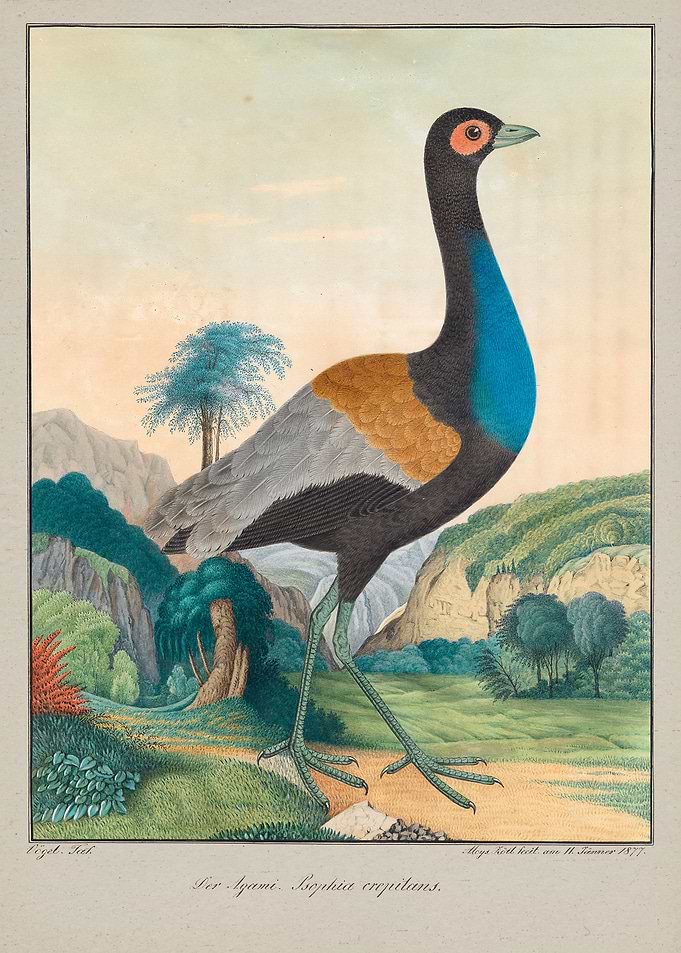 Illustration by Aloys Zoltl