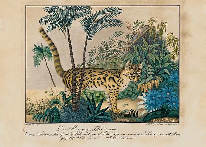 Illustration by Aloys Zoltl