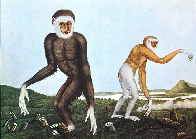 Illustration by Aloys Zoltl