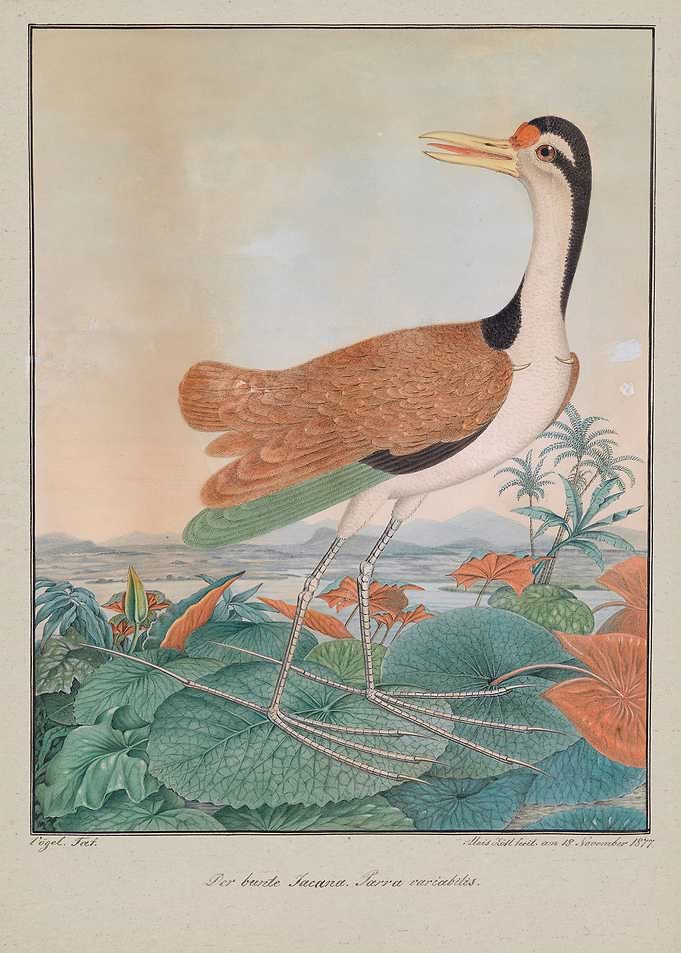 Illustration by Aloys Zoltl