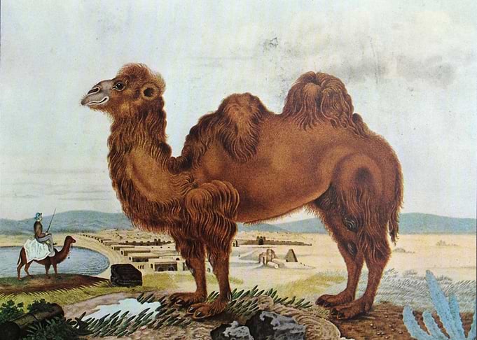 Illustration by Aloys Zoltl