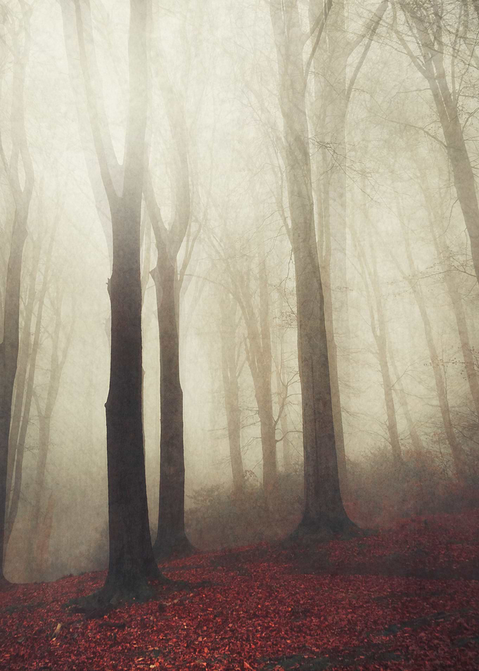 forest in fog