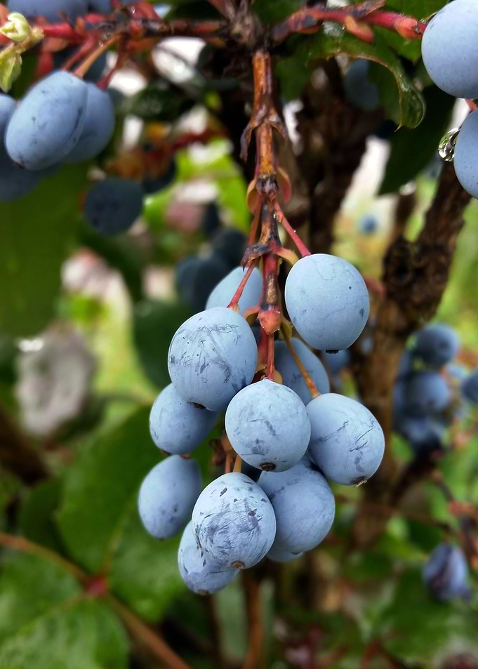 Blackthorn fruit