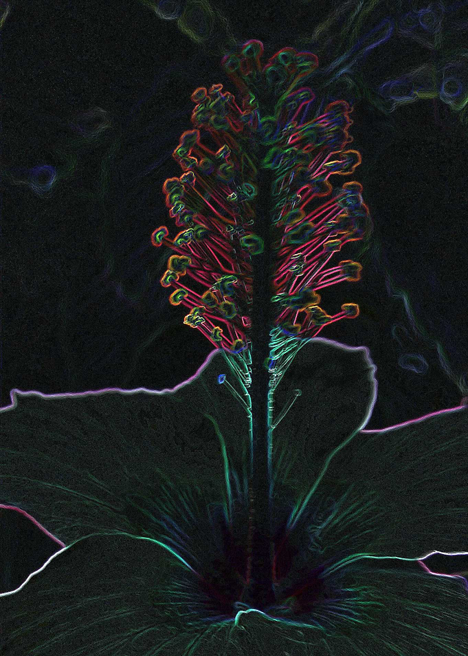 velvet colored flower