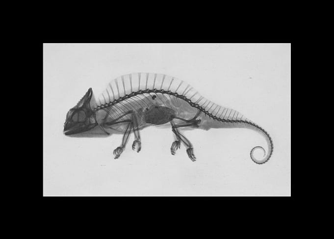 Animal X-ray