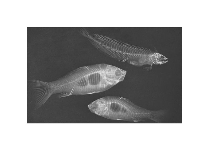 Animal X-ray