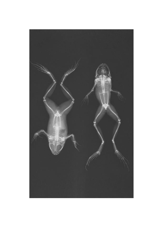 Animal X-ray