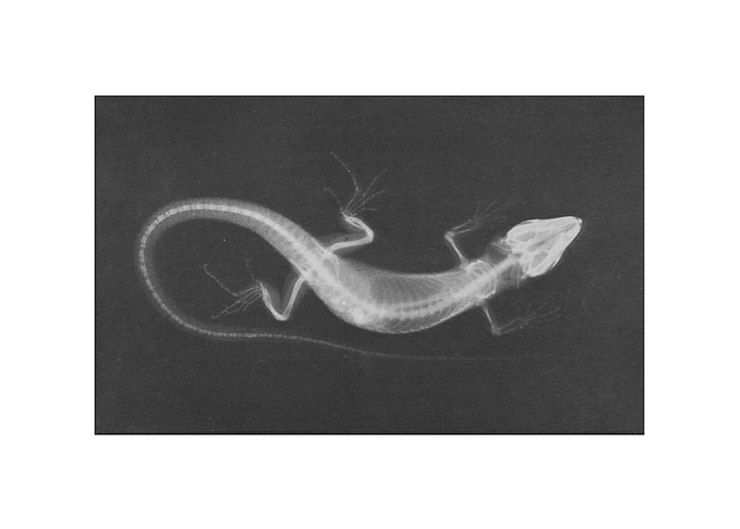 Animal X-ray