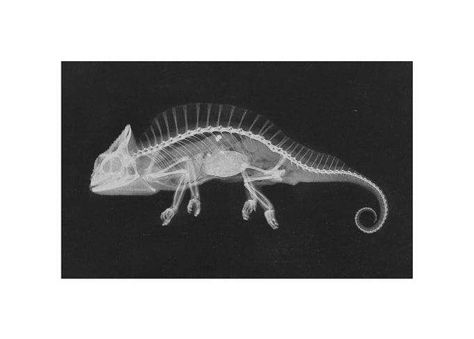 Animal X-ray
