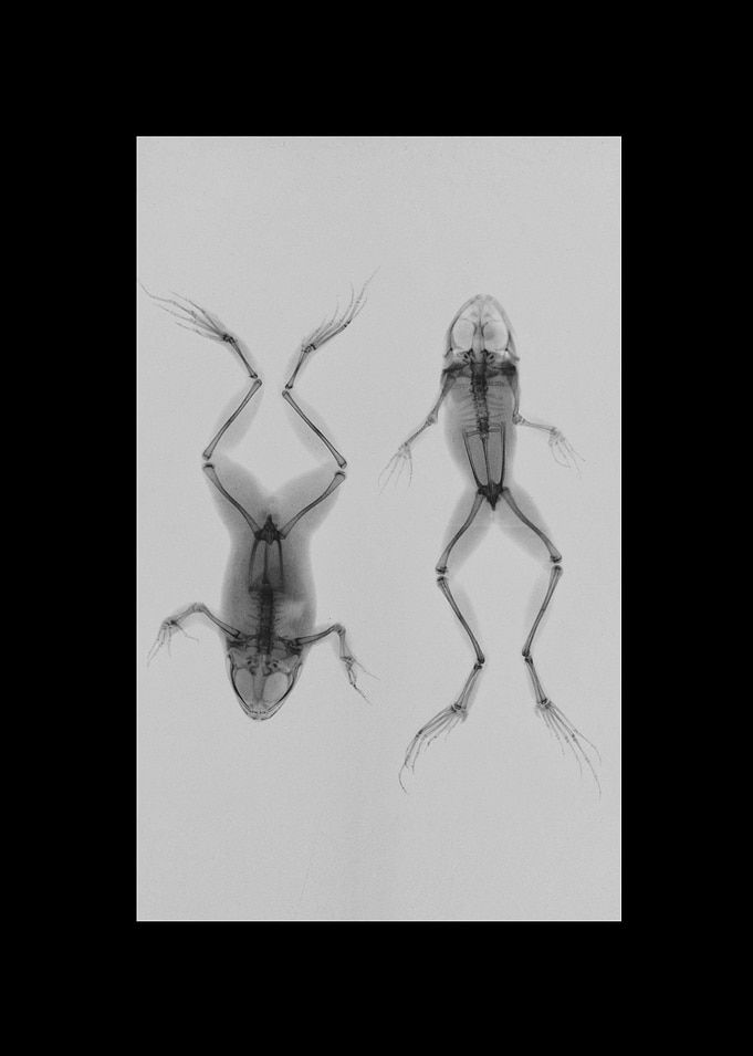 Animal X-ray
